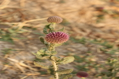 Sphaeranthus indicus